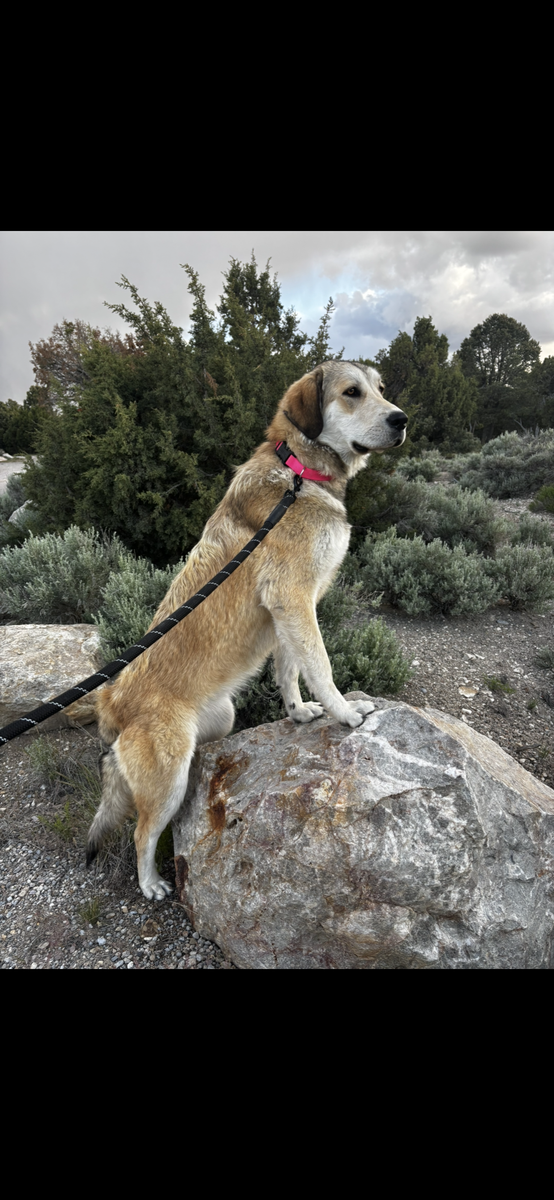 Great Pyrenees/Anatolian shepherd
