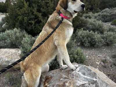 Great Pyrenees/Anatolian shepherd