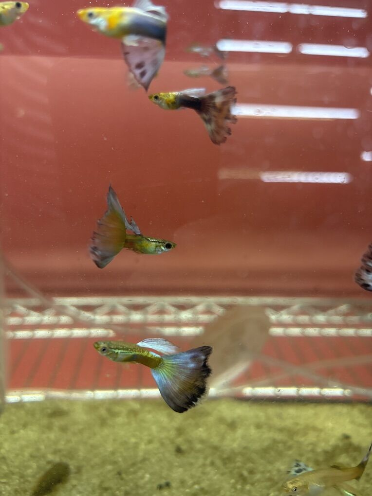 Guppies For Sale Different Colors And Price