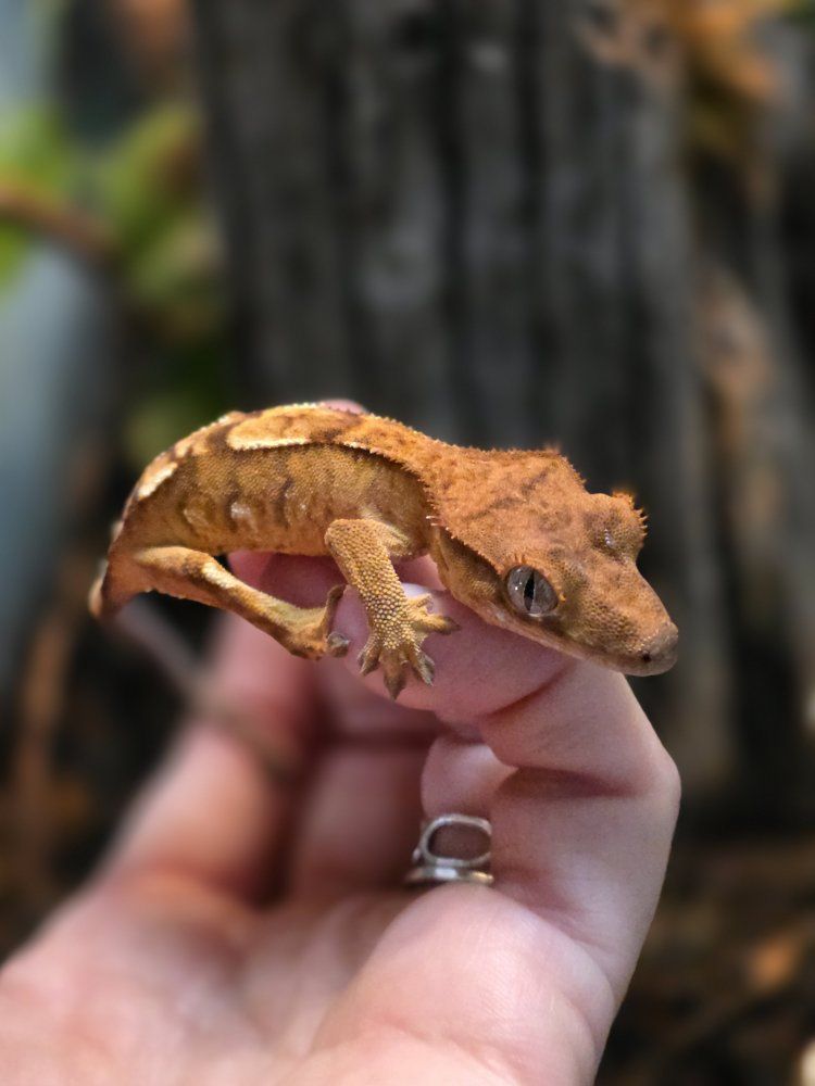 Crested Gecko with Complete Enclosure Habitat