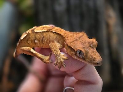 Crested Gecko with Complete Enclosure Habitat