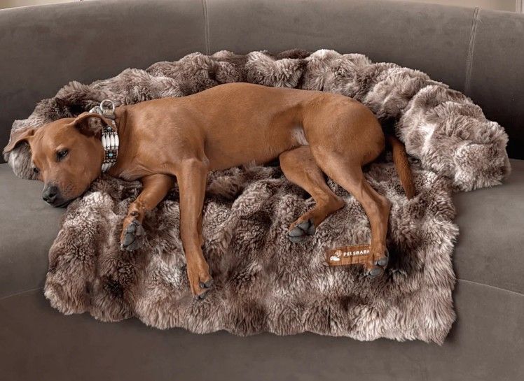 NEW PELSBARN LUXURIOUS PET SOFA BED (RETAILS: $241)