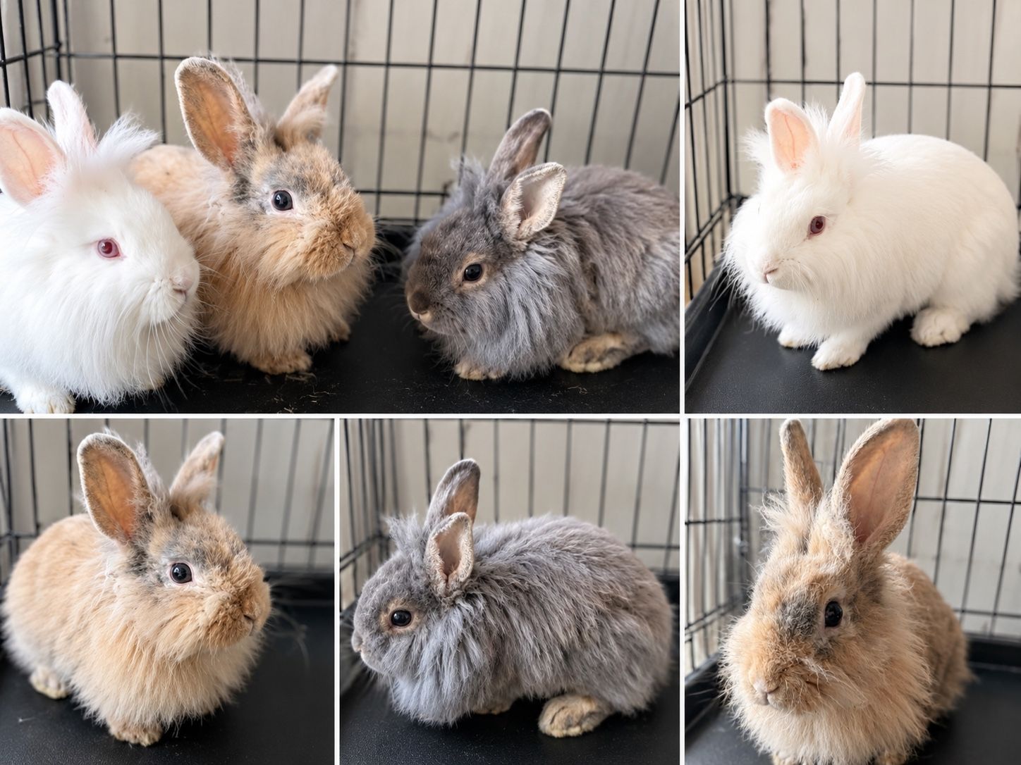 Cute Lionhead Rabbits for Sale - Various Colors