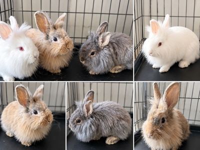 Cute Lionhead Rabbits for Sale - Various Colors