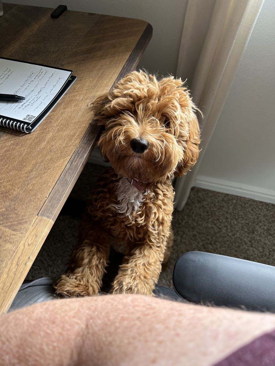 Ginger - 2 Year Old Mini-Goldendoodle Sweetheart