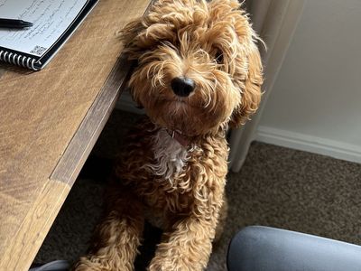 Ginger - 2 Year Old Mini-Goldendoodle Sweetheart