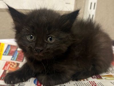 Hello my name is Magnolia