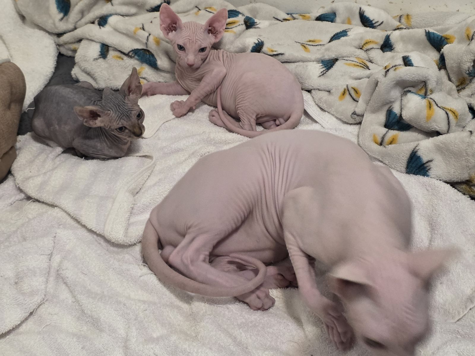 Sphynx kittens