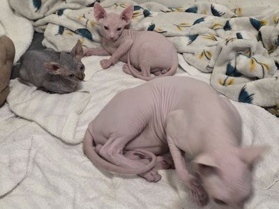 Sphynx kittens