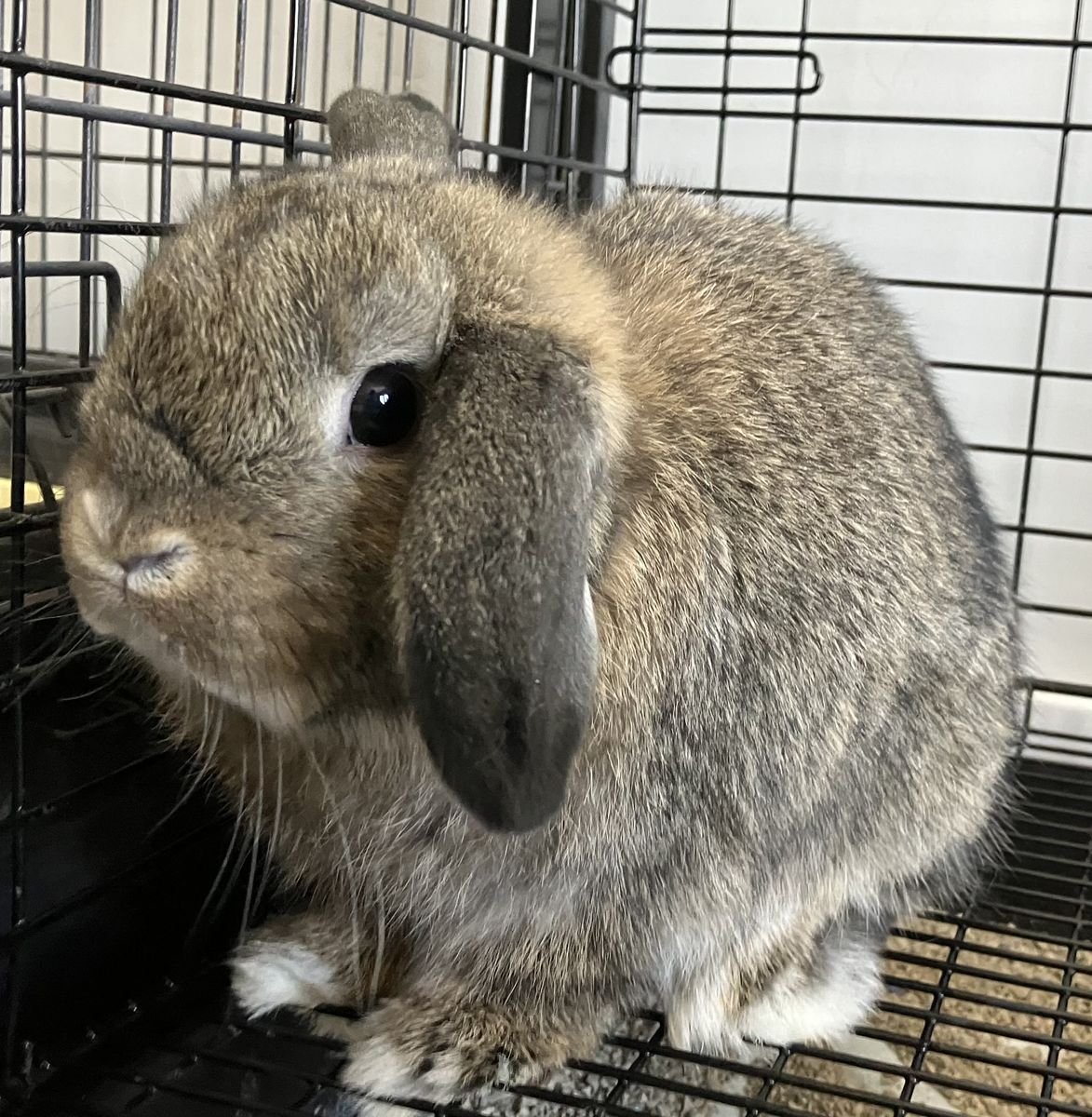 Pedigreed Holland Lop Buck