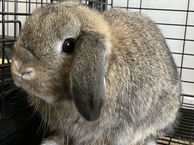 Pedigreed Holland Lop Buck