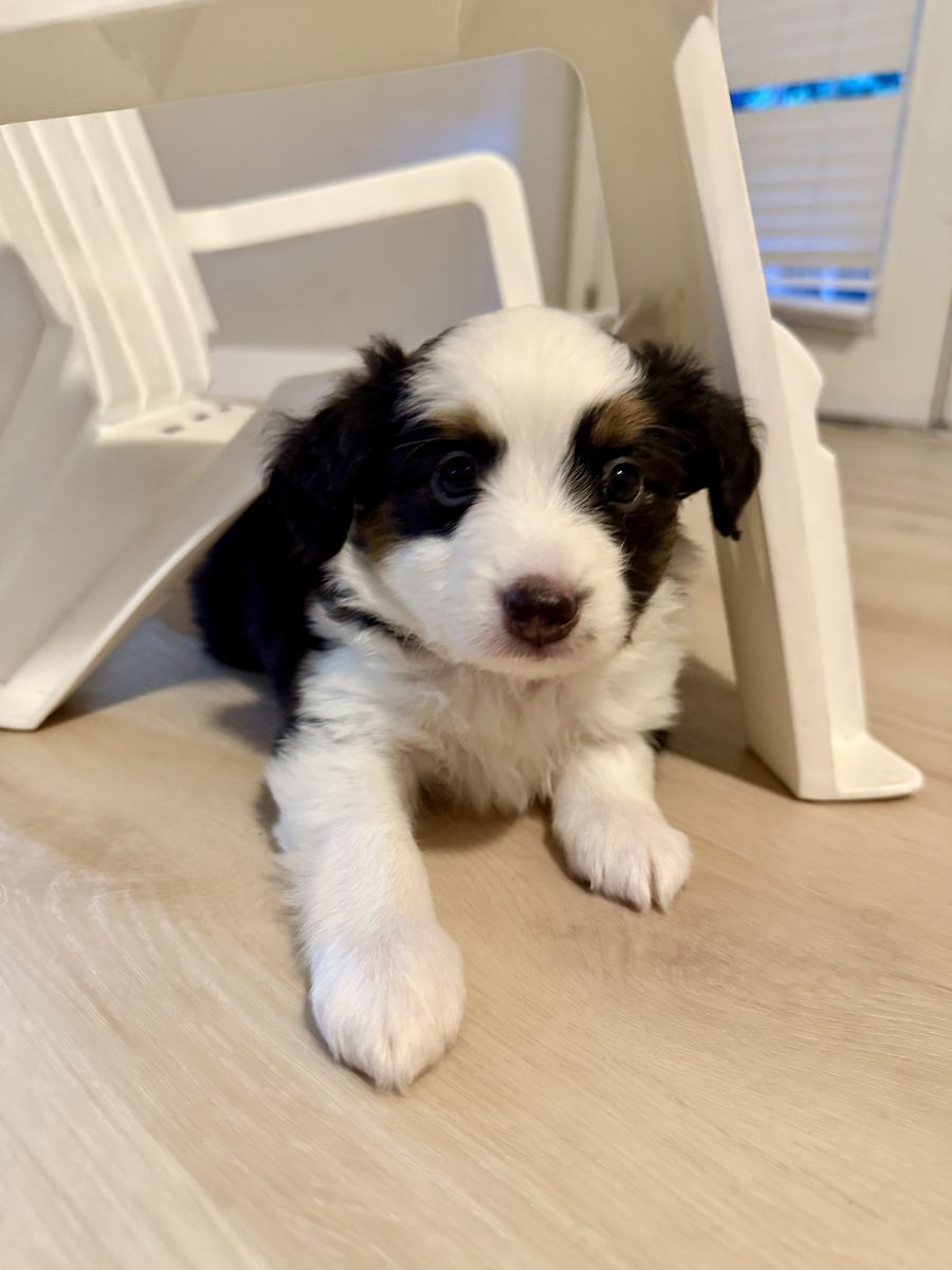 Mini Australian Shepherd Puppy - Black Tri - Available September 7th
