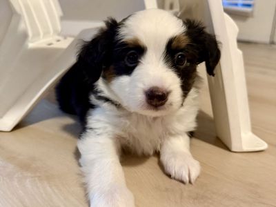 Mini Australian Shepherd Puppy - Black Tri - Available September 7th