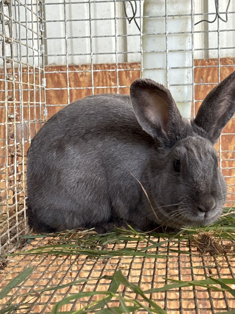 New Zealand Rabbits