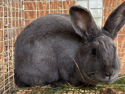 New Zealand Rabbits