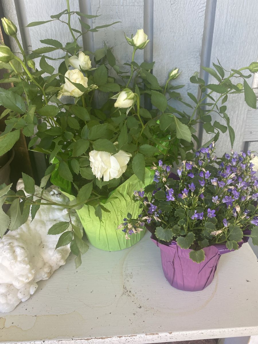 Assorted Potted Flowering Plants - White Roses and Purple Blooms10. Each