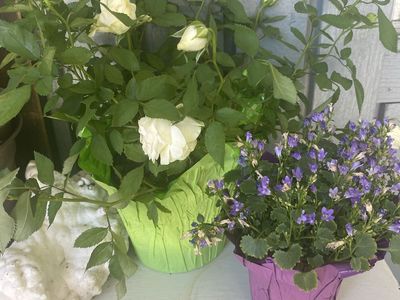 Assorted Potted Flowering Plants - White Roses and Purple Blooms10. Each