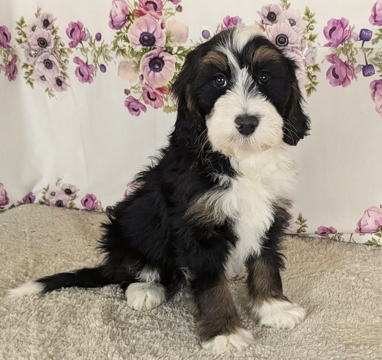 Boy Barkis - Mini Bernedoodle $1800