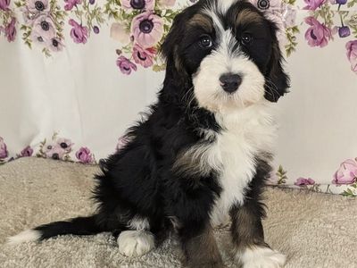Boy Barkis - Mini Bernedoodle $1800