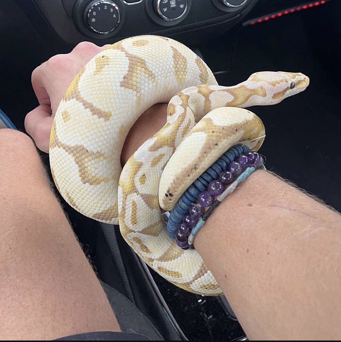 Ball python