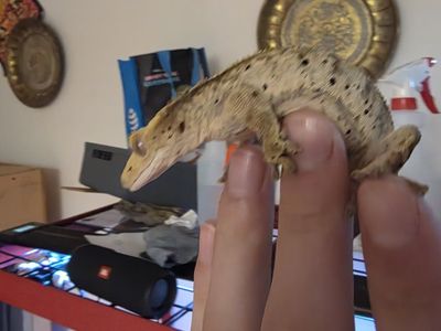 Crested Gecko - male and female available