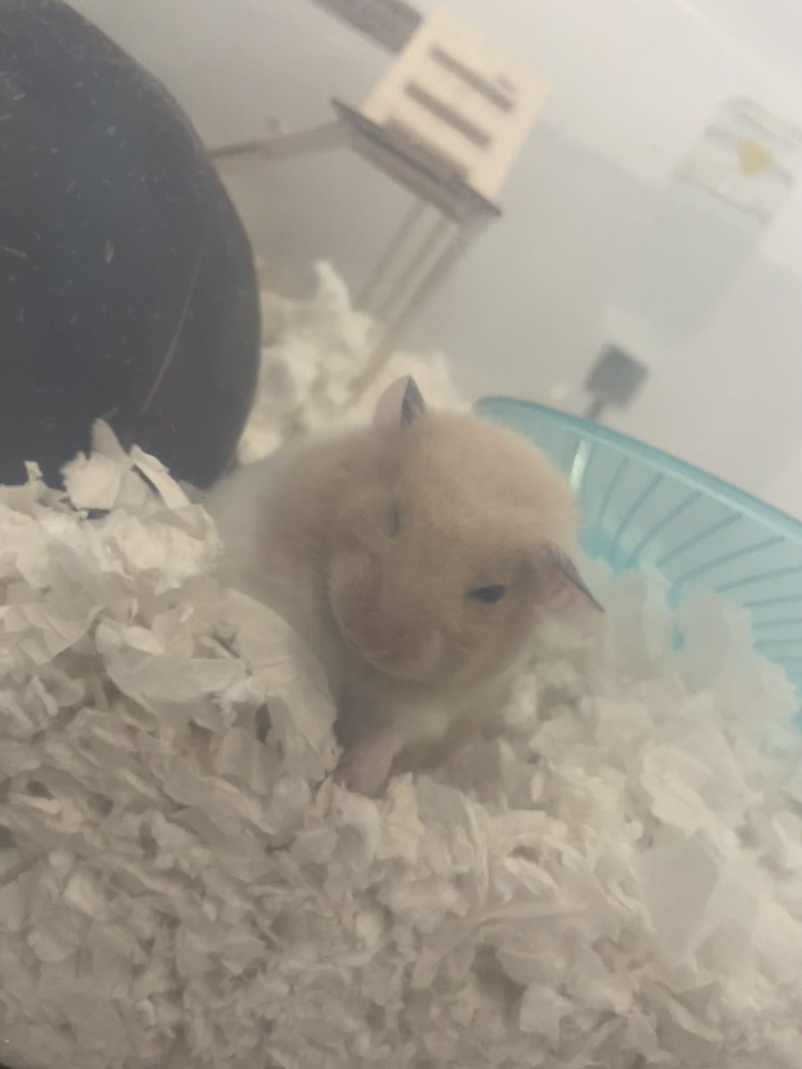 Syrian Hanster For Sale!