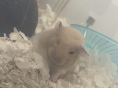 Syrian Hanster For Sale!