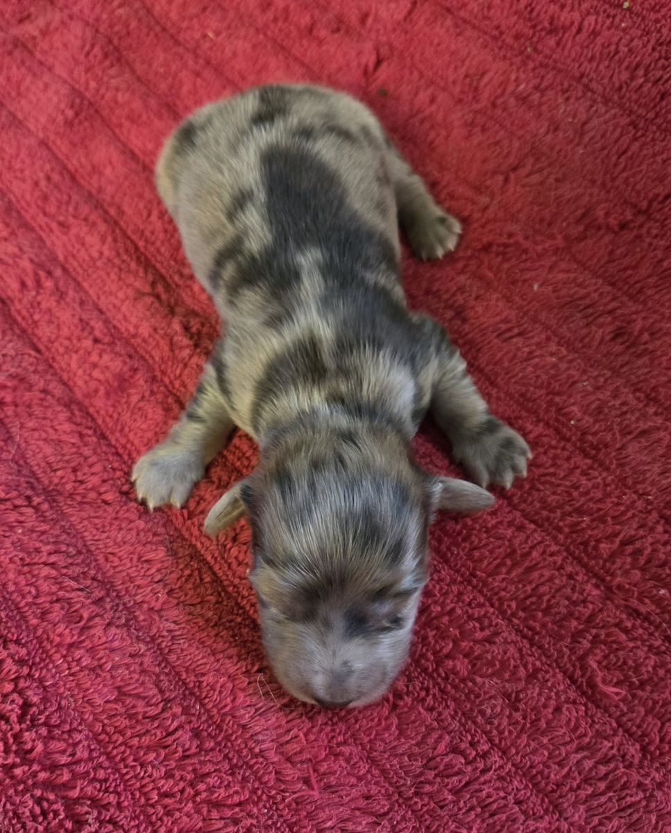 akc limited reg mini dachshunds