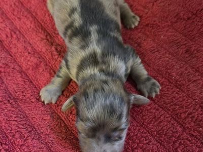 akc limited reg mini dachshunds