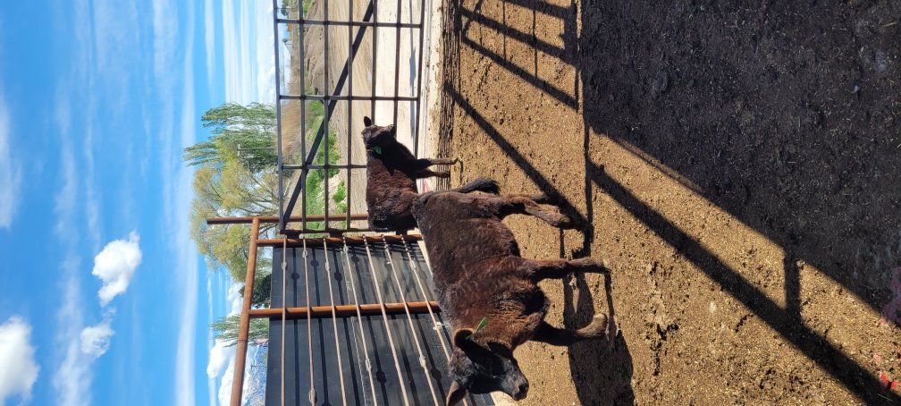 small calves for sale