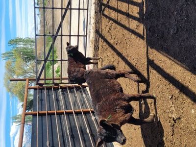 small calves for sale