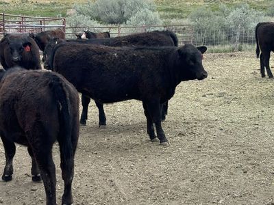 Heifer Calves