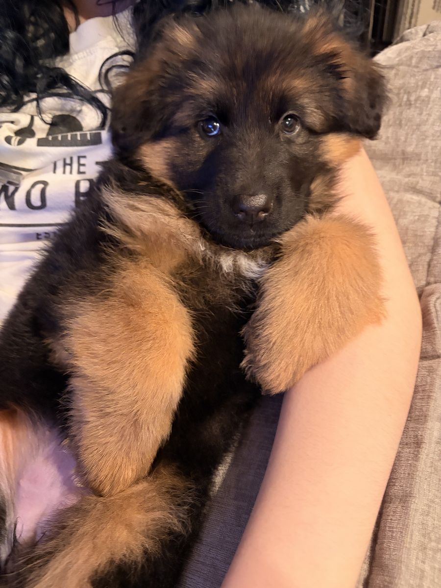 AKC Long Haired German Shepherd Puppy Fully-Train
