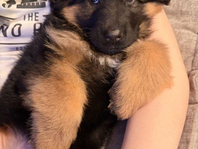 AKC Long Haired German Shepherd Puppy Fully-Train