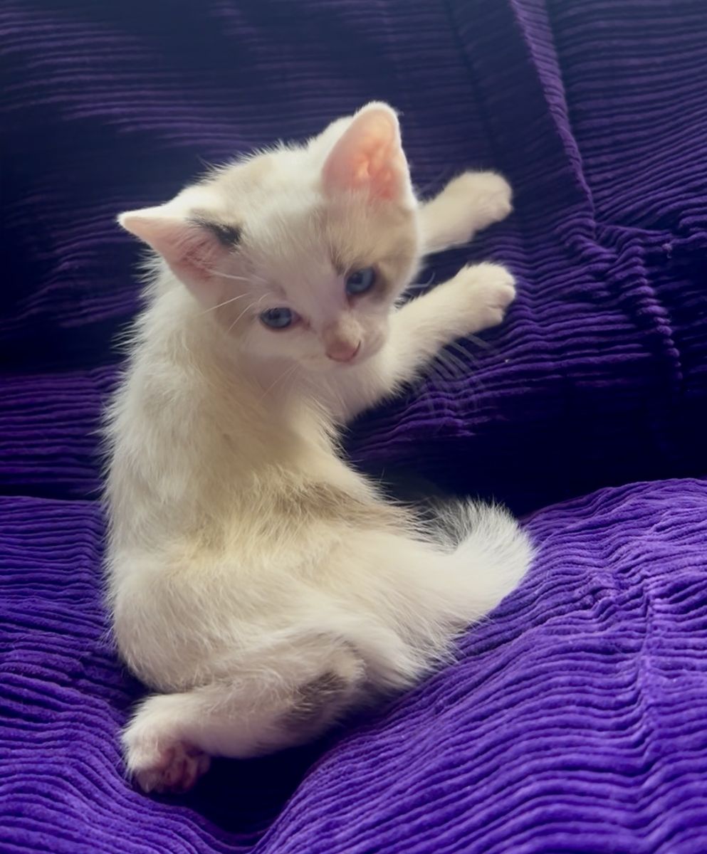 Sweet, Confident & Snuggly Kittens Ready Soon!