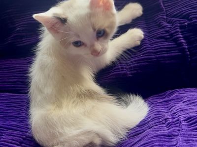 Sweet, Confident & Snuggly Kittens Ready Soon!