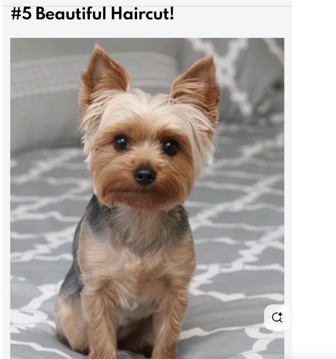Purebred Yorkie