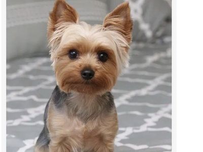 Purebred Yorkie