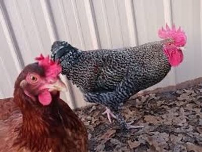 6 laying hens