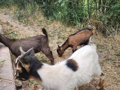 Nigerian Dwarf Goats
