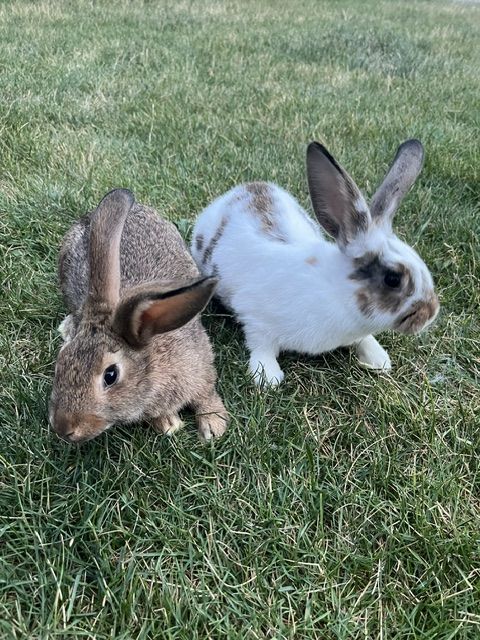 New Zealand Bunny Rabbits