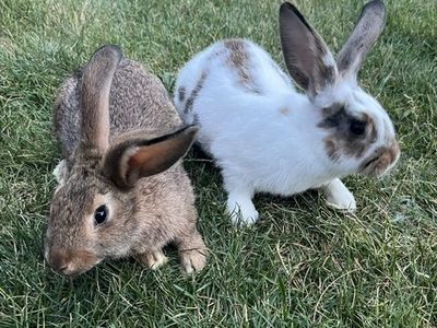 New Zealand Bunny Rabbits