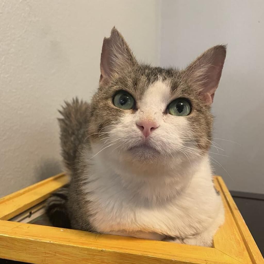 Domestic Short Hair