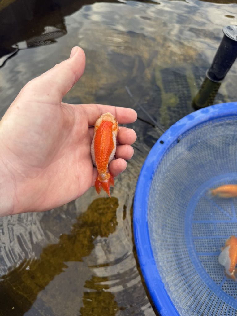 Large Ranchu Goldfish