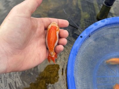 Large Ranchu Goldfish