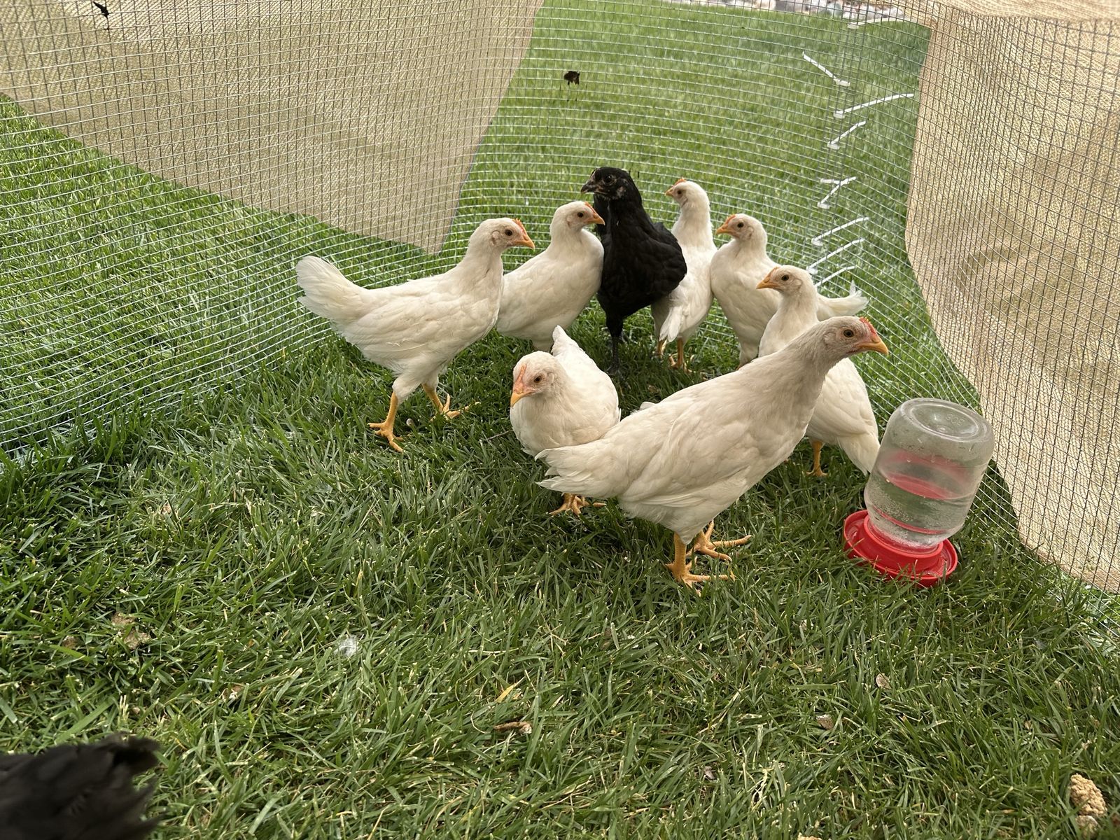 Hens