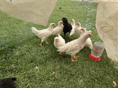 Hens