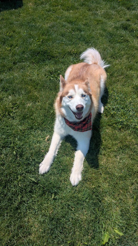 Bonded Pair of Purebred Siberian Huskies – Must Stay Together