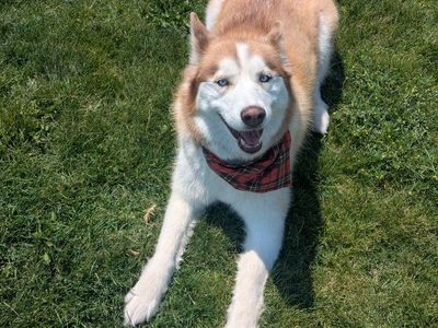 Bonded Pair of Purebred Siberian Huskies – Must Stay Together