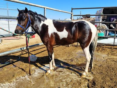 Paint pony gelding